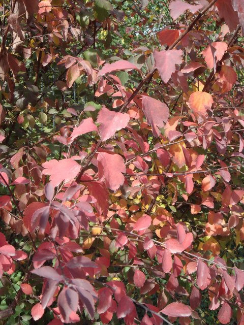 Spiraea x 'Van Houttei' automne
